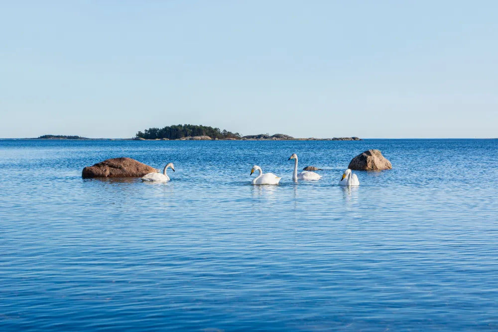A serene Baltic sea scene with five white swans swimming near large brown rocks under a clear pale blue sky.