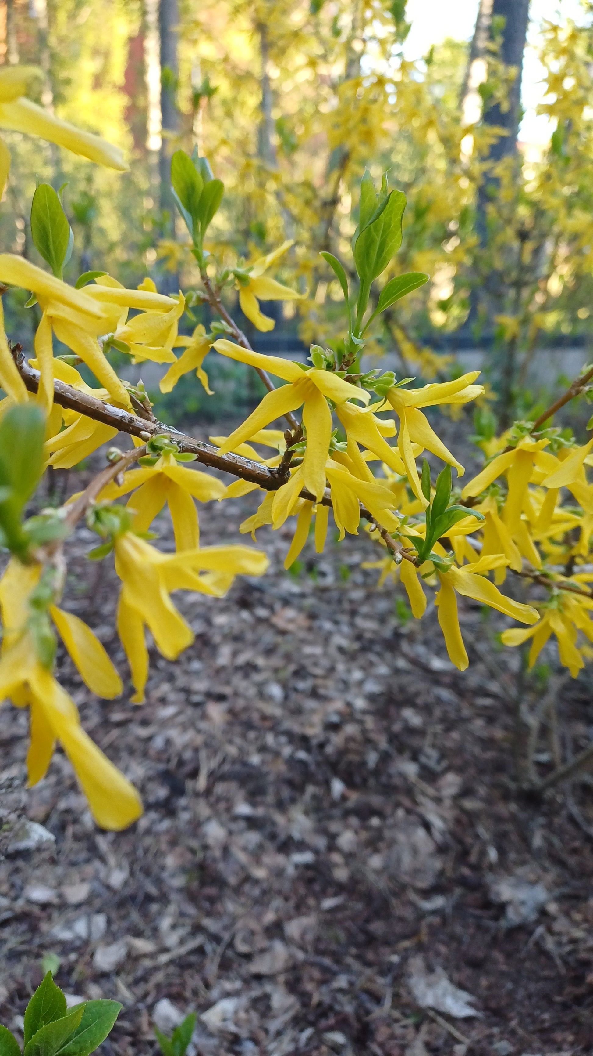 Yellow flowers on a branch with a blurred background