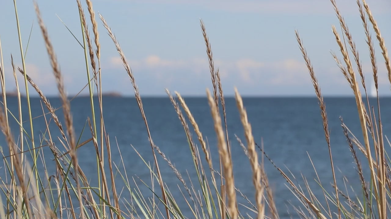 Coastal grass swaying in the wind by the Baltic Sea in Hanko, Finland.